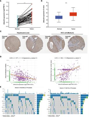 DNAJC8: a prognostic marker and potential therapeutic target for hepatocellular carcinoma